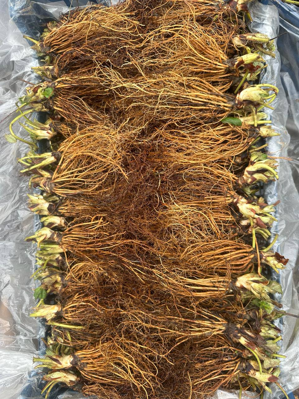 Клубника крупным планом