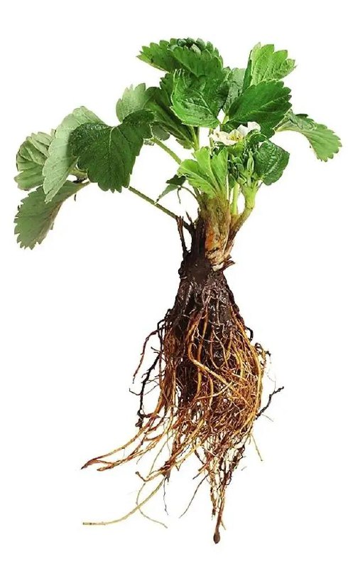 Качественная свежая клубника